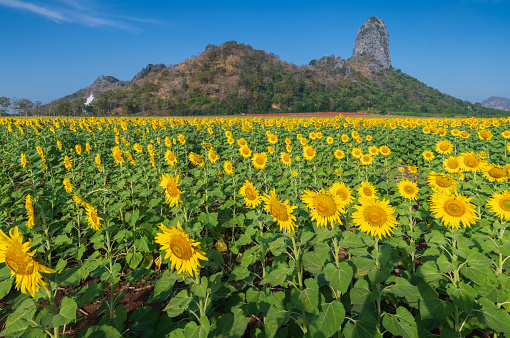Beautiful sunflowers in blue sky, agricultural products of Lop Buri province in Thailand.