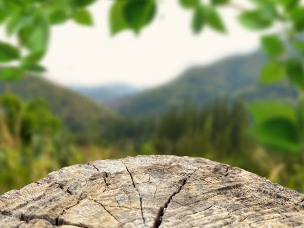 istock Wooden board empty table in front of nature blurred background 1462911281