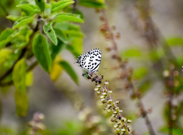 istock A white butterfly with black dots sitting on grass 1462913021