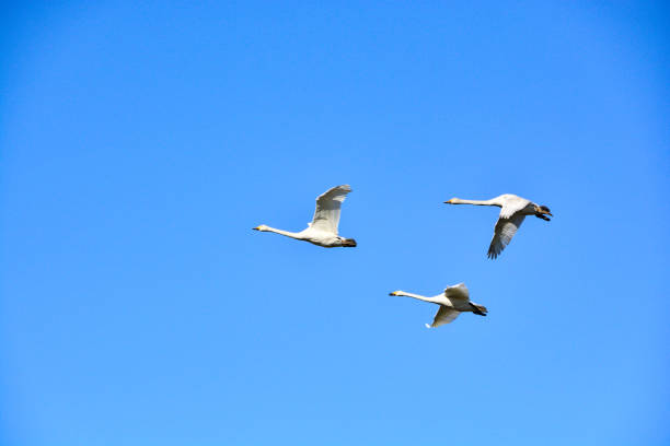 Flock of swans flying in the blue sky