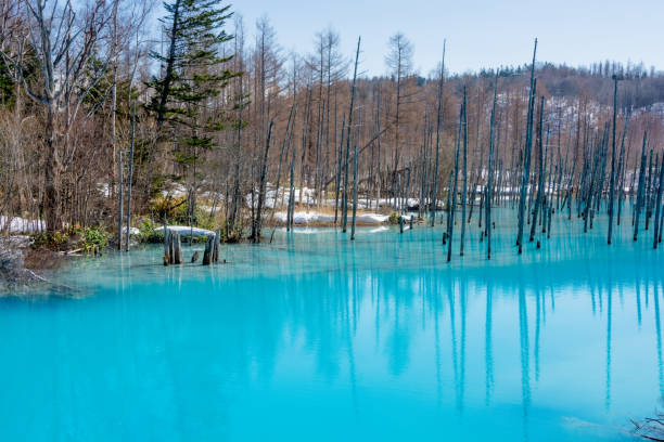 étang bleu de ressort avec la neige - parc national de daisetsuzan photos et images de collection