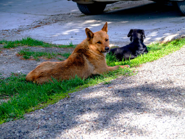 istock dogs relax in the shade on a hot day 1462915752