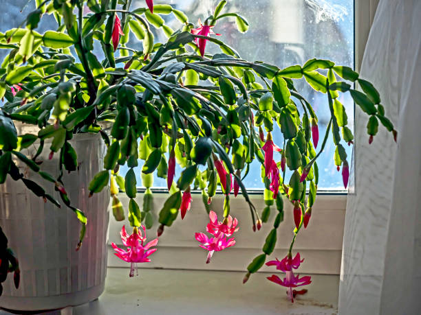 istock pink Christmas cactus flower on the windowill 1462915837