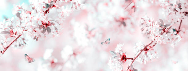 istock Blossoming cherry and butterflies in the spring garden. 1462921284