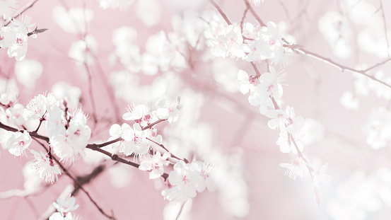 Spring natural image. Lovely fresh cherry flowers in the garden.