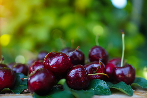 Ripe fresh cherries on a wooden background. Water drops on fruit, cherry orchard after rain. Sun rays, warm lighting. Close-up. Sweet cherry background.