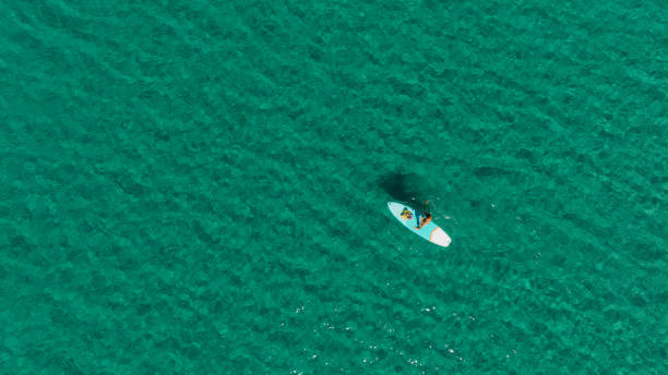 istock Father and son paddle boarding at the sea 1462925762