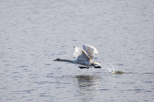 Background material of wind and wild birds