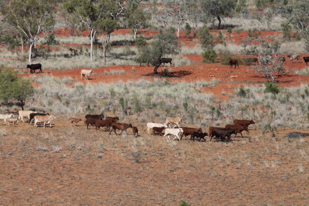 Aerial shot of cattle in the dry outback of Queend