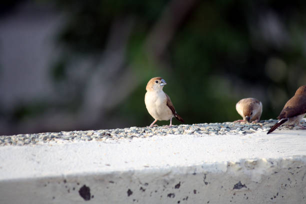 istock White-throated munia or Indian Silverbill (Euodice malabarica) foraging on a rooftop : (pix Sanjiv Shukla) 1462930013