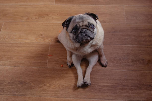 istock pug sits on a wooden floor in the kitchen during breakfast view from top to bottom 1462933228