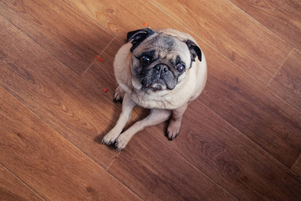 istock pug sits on a wooden floor in the kitchen during breakfast view from top to bottom 1462933229