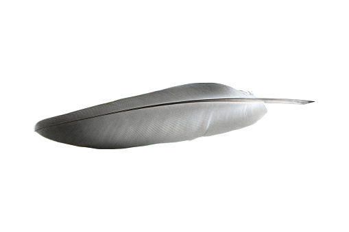 bird feather isolated from background