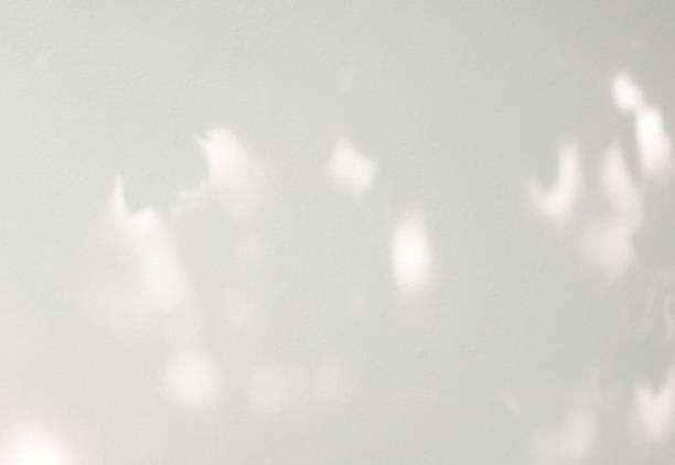 istock Abstract shadow of leaves on a white wall 1462938832