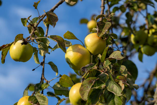 istock Ripe apples hanging on a tree in the orchard 1462939076