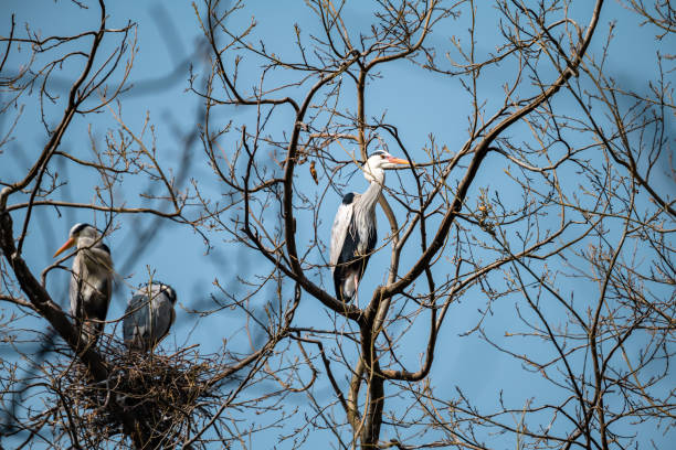 garcetas en ramas - wading bird everglades national park egret fotografías e imágenes de stock