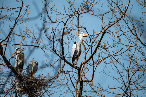 Egrets on branches