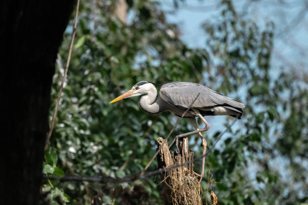 나뭇 가지에 백로 - wading bird everglades national park egret 뉴스 사진 이미지