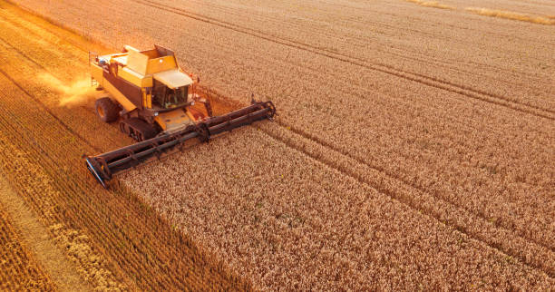 istock The harvester is working in the field. Harvesting wheat. 1462952955
