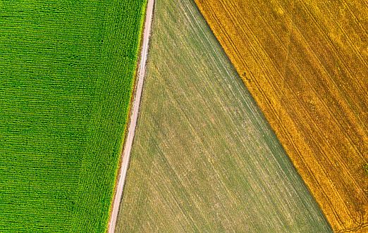 Agricultural fields with various crops. Summer landscape. View from a drone.