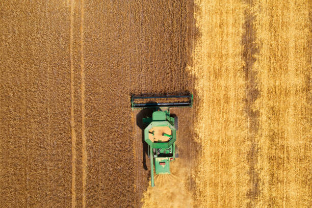 istock combine harvester harvests wheat in the field 1462952980