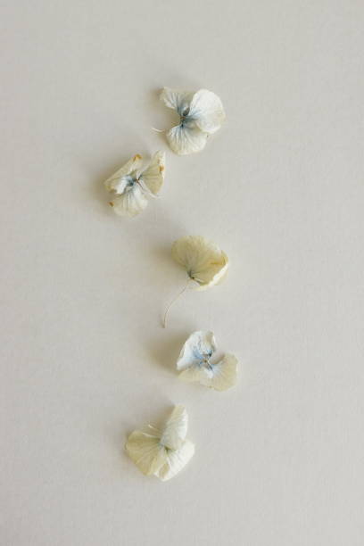 istock dried blue hydrangea flowers pattern  on beige background  top view. Minimal botanical poster.Floral card 1462953256