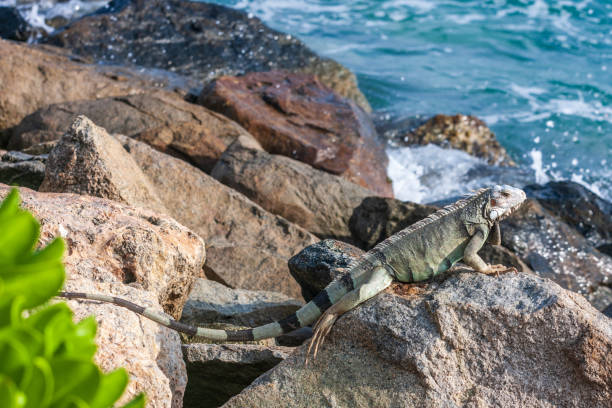 istock Leguaan zit op de rotsen van Aruba 1462953798