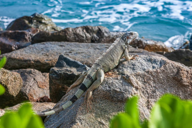 istock Leguaan zit op de rotsen van Aruba 1462955341