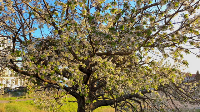 A blossoming fruit tree during sunset. Slowmotion video.