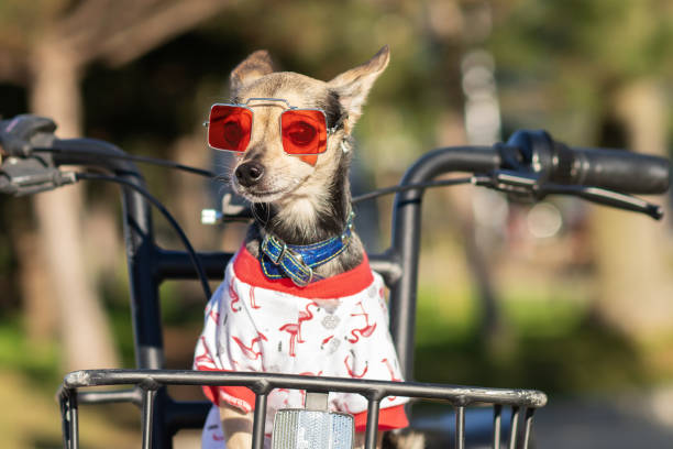 pet travel, a small dog in summer clothes and sunglasses sits in a bicycle basket stock photo