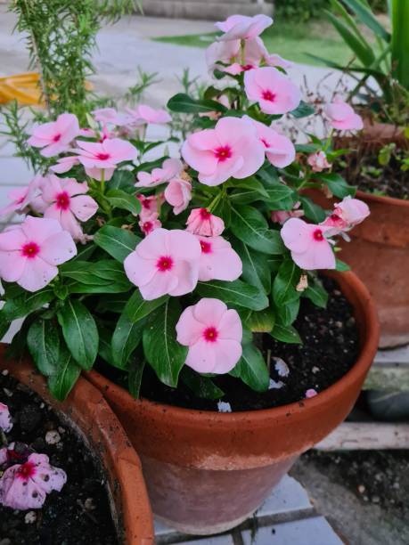 zbliżenie barwinka madagaskarskiego lub vinca rosea (catharanthus roseus) - catharanthus zdjęcia i obrazy z banku zdjęć