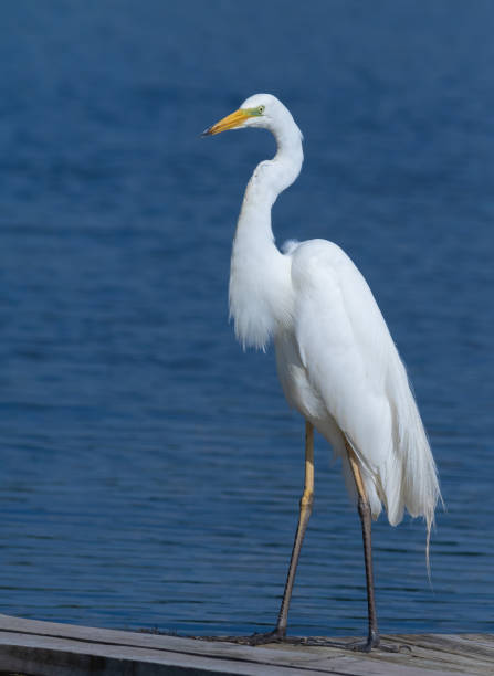 grande aigrette, ardea alba. un oiseau se tient sur un pont de pêche sur la rive - wading snowy egret egret bird photos et images de collection