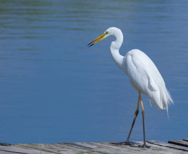istock Great egret, Ardea alba. A bird stands on a wooden bridge, it has opened its beak 1462960209