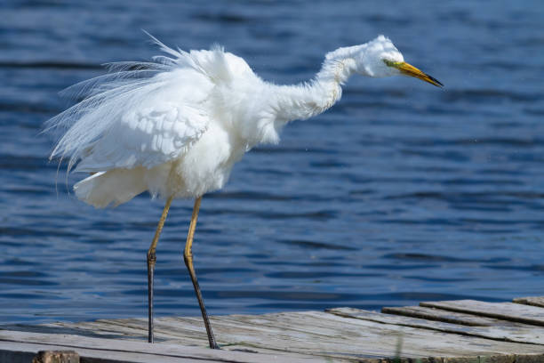 istock Great egret, Ardea alba. The bird shakes and spreads its feathers 1462960219