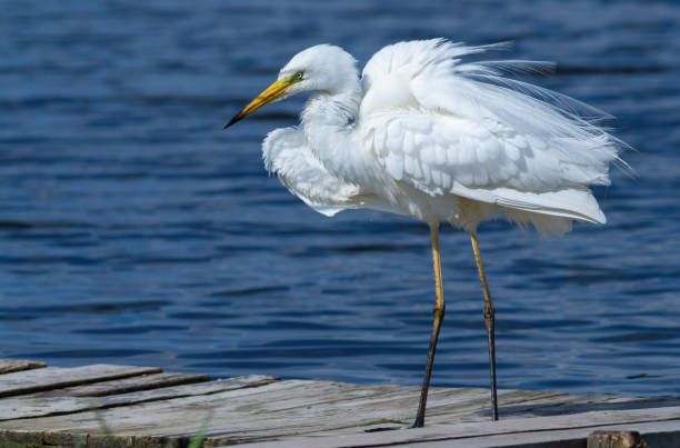 istock Great egret, Ardea alba. The bird shakes and spreads its feathers 1462960220