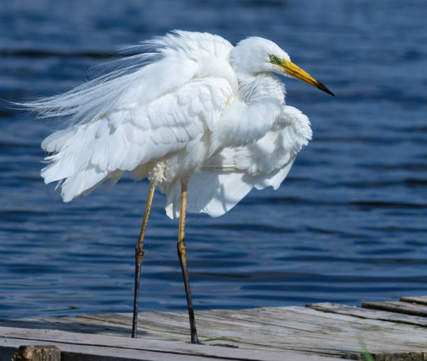 istock Great egret, Ardea alba. The bird shakes and spreads its feathers 1462960221