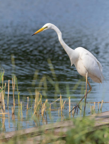 istock Great egret, Ardea alba. A bird stares into the water, waiting for a fish 1462960231