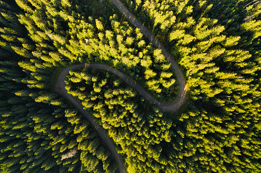 The road in the mountain forest. A wonderful autumn landscape. Drone view. Concept, freedom and travel.