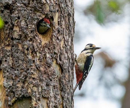 A shallow focus shot of a Woodpecker bird with her chick on a nest inside a tree trunk