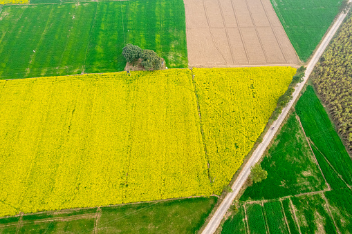aerial drone straight down shot flying over yellow and green mustard feilds with road crossing diagonally in between India