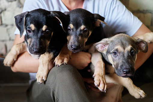 Stray puppies in the hands of volunteer. Homeless puppies looking for home and care. High quality photo