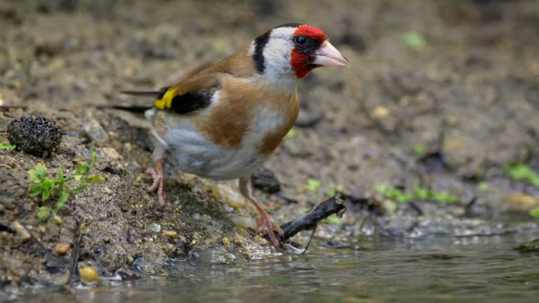 Beautiful European Goldfinch (Carduelis Carduelis) drinking water from a pond on blurred background