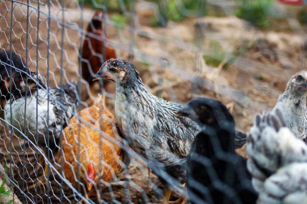 Chickens behind the fence in a small farm in Ontario during the daytime on blurred background The chickens behind the fence in a small farm in Ontario during the daytime on blurred background burred stock pictures, royalty-free photos & images