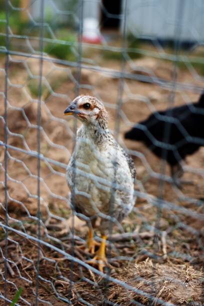 Chickens behind the fence in a small farm in Ontario during the daytime on blurred background The chickens behind the fence in a small farm in Ontario during the daytime on blurred background burred stock pictures, royalty-free photos & images