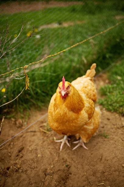 Chickens behind the fence in a small farm in Ontario during the daytime on blurred background The chickens behind the fence in a small farm in Ontario during the daytime on blurred background burred stock pictures, royalty-free photos & images