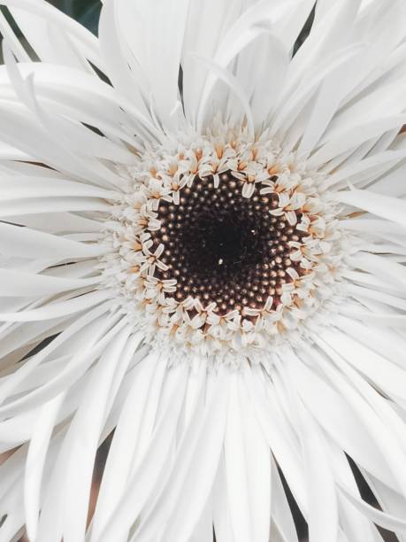 white chrysanthemum flowers on a black background