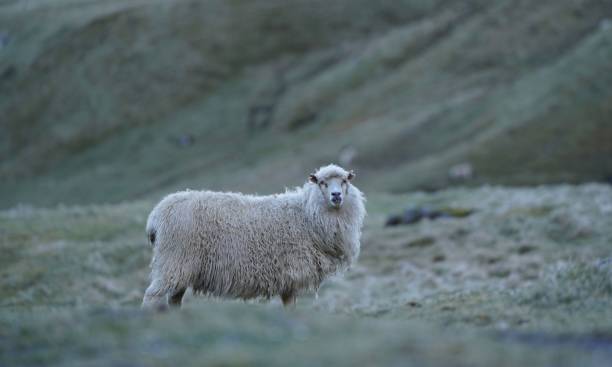 istock Fluffy dirty sheep grazing on a rural grassy valley 1462965421