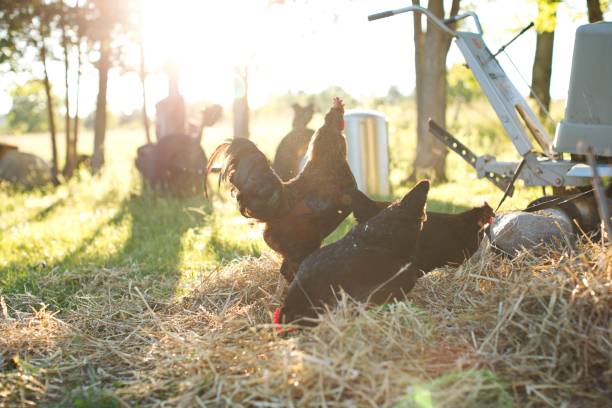 istock Australorp chickens foraging in a meadow on a sunny day 1462965910