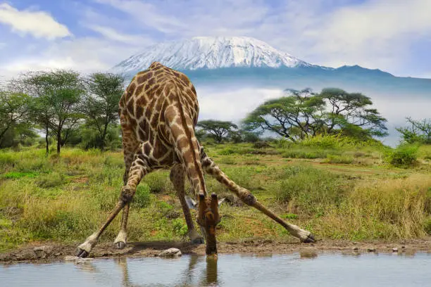 Giraffen und der Kilimandscharo im Amboseli Nationalpark