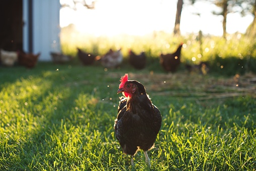 A close-up shot of an Australorp chicken in a meadow on a sunny day